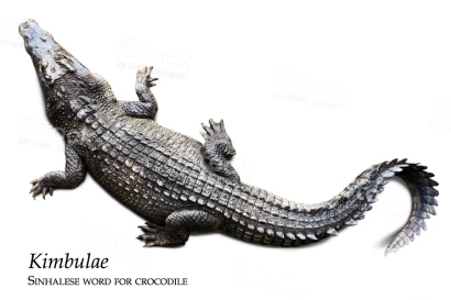 Discoveries <i>kimbulae</i> (=crocodile) in Sinhalese language 24_2