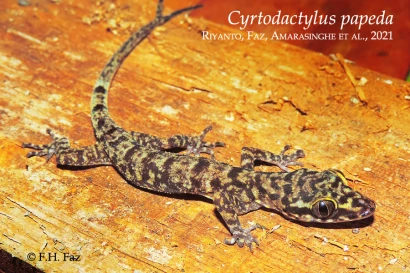 Discoveries Cyrtodactylus papeda 26_1