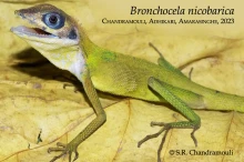 28 iBronchocela nicobaricai