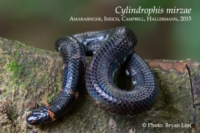 Discoveries Cylindrophis mirzae 6_copy
